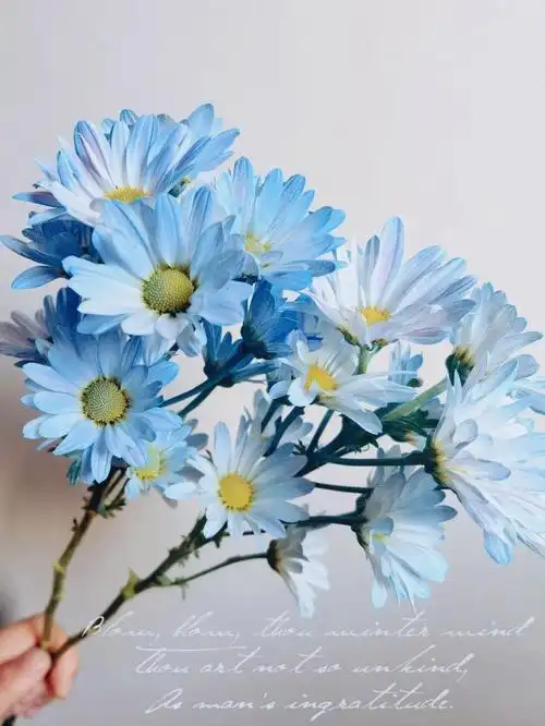 bluedaisy冰蓝色雏菊