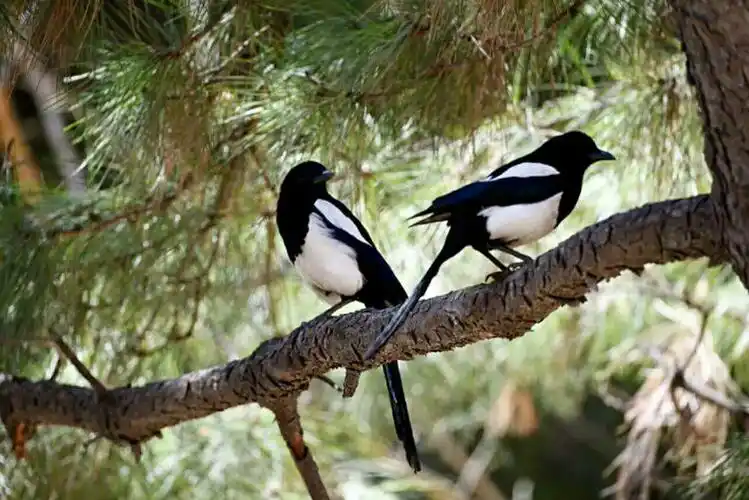 日月羡渠双喜鹊,自跳自掷树梢头.