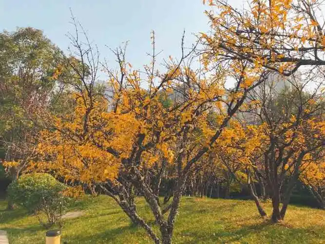 榴园-"终于可以停下走亲戚的脚步了谁说过年不累."-大众点评移动版