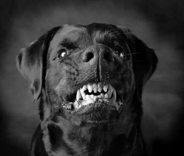 长得"显凶"的几种狗,明明温顺友善,看起来一副咬人的样子