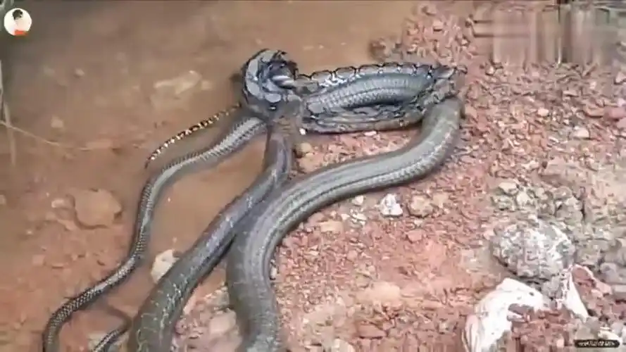 眼镜王蛇还有救吗 为您推荐: 眼镜王蛇和超级巨蟒的生死决斗,还好遇到