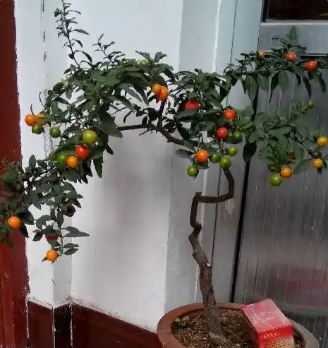 家里有小孩的,可千万别养珊瑚樱,小孩子好奇心强,万一把珊瑚樱当圣女