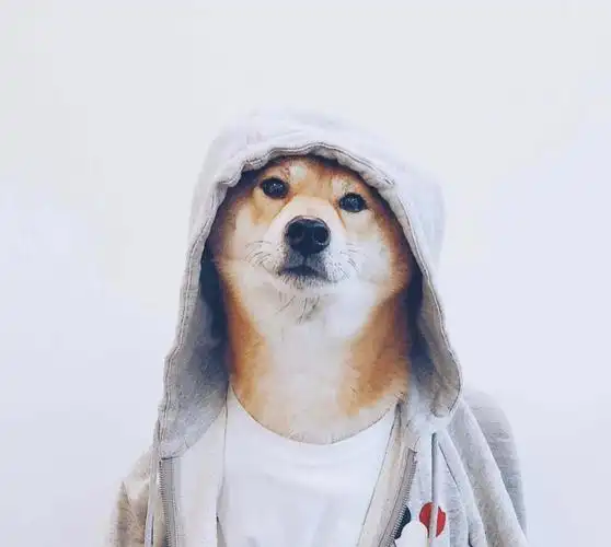 第二期狗狗头像来啦喜欢的关注一下谢谢