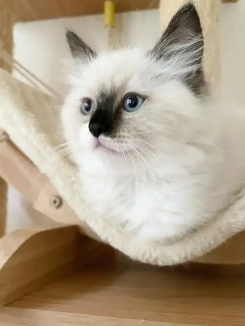 重点海豹色布偶弟弟找家