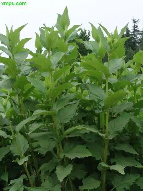 串叶松香草图片及串叶松香草种类