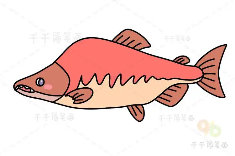 简单的鲑鱼简笔画画法