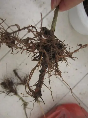 求助茉莉花这根算是烂了吗