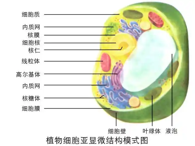 不可以要看它的结构和存在位置像草履虫就是单细胞的生物可以独立存在