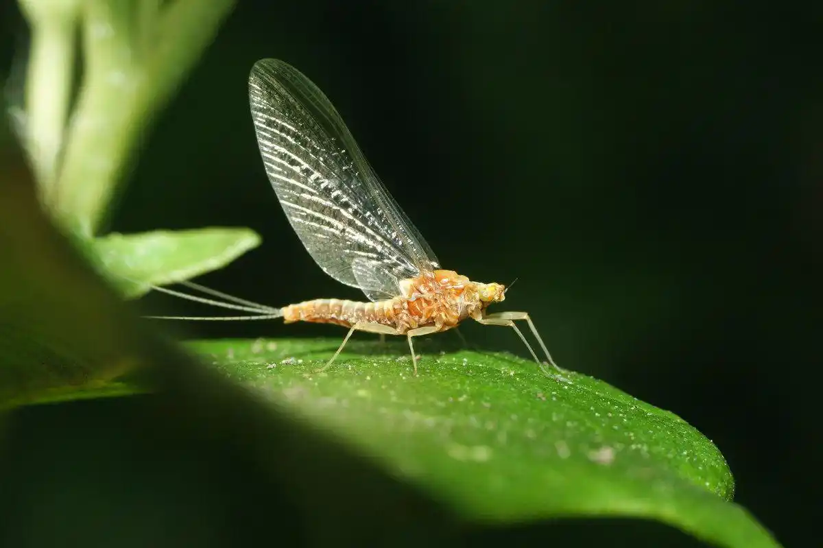 哪些昆虫是水生的