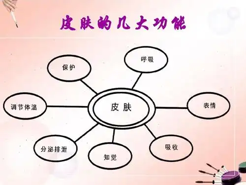 皮肤基础知识课件ppt_word文档在线阅读与下载_无忧文档