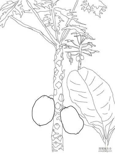芒果树简笔画图片