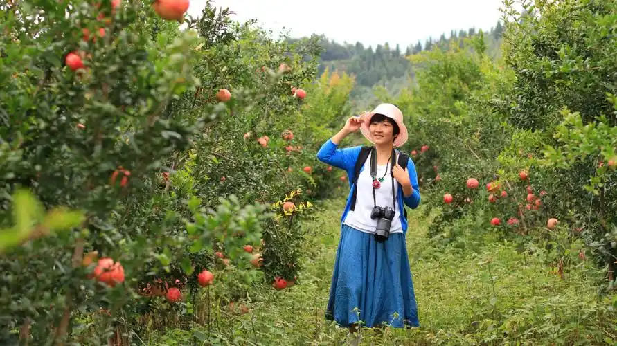 凉老大摄影班礼州石榴园采风,美味的石榴,采摘的快乐,幸福的笑脸,丰收