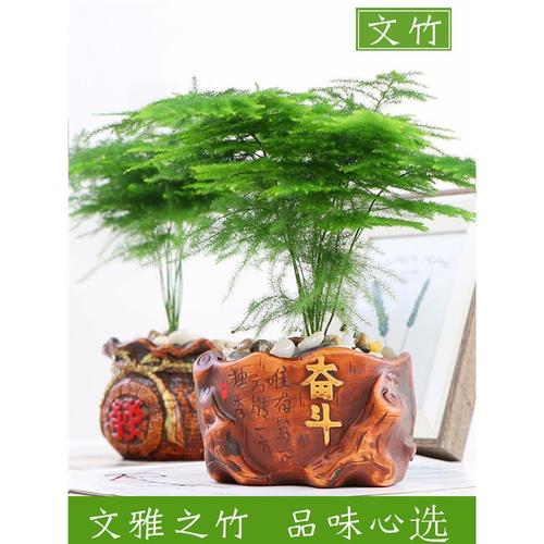 文竹盆栽植物办公室内摆件水养水培绿植小盆景造型创意大文竹花苗