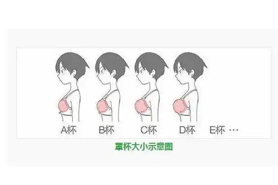 罩杯abcd怎么分大小不同罩杯的相当于哪种水果测量很简单
