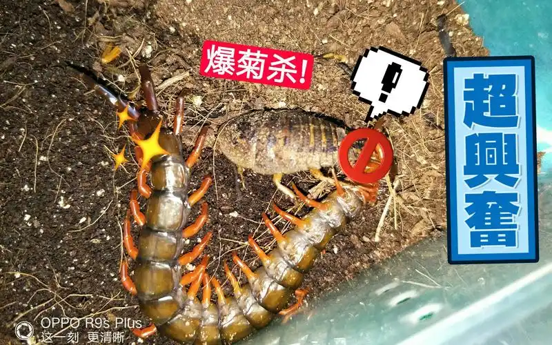 红多棘蜈蚣红多棘的爆菊杀日常喂食视频