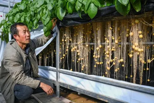 《无土栽培马铃薯》定西市安定区香泉镇,土豆育种大棚里的技术人员