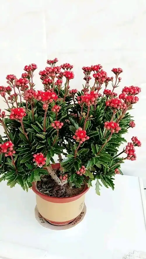 长寿花老桩,漂亮吧