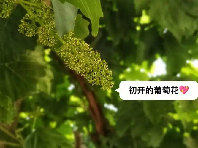 游民小院的葡萄开花了