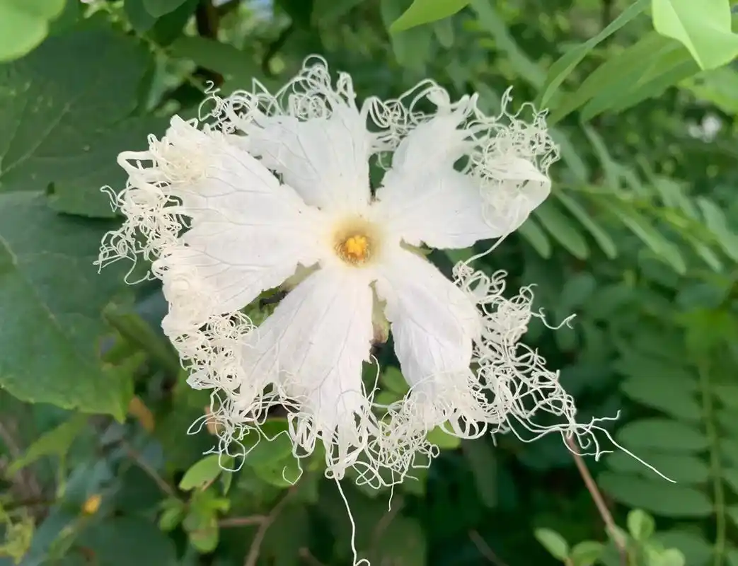 七绝-栝楼花 青藤攀援花放晴, 碧丛飞雪朵如云; 锦冠丝绣飘 - 抖音