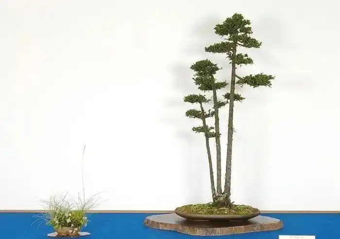 一本多干的丛林式盆景桩材,大多为小叶灌木树种,比如等,拼栽杜鹃,六月