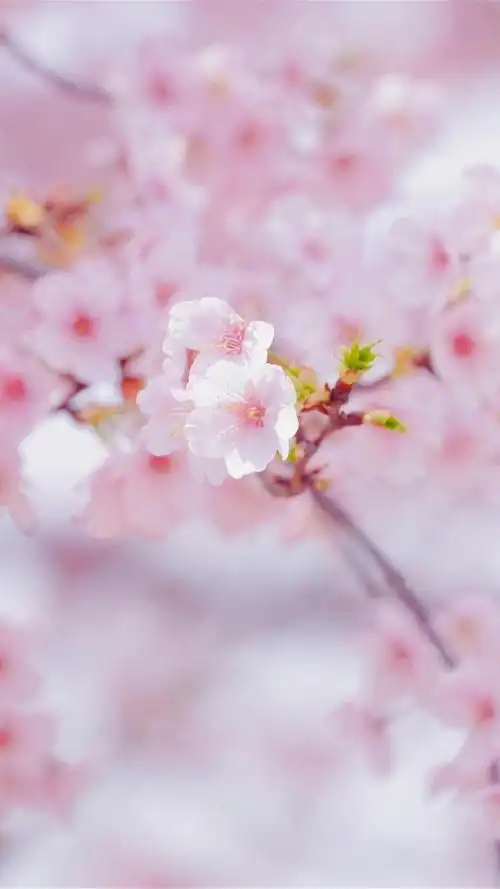 粉色系烂漫樱花,图片大全,高清,图库-回车桌面