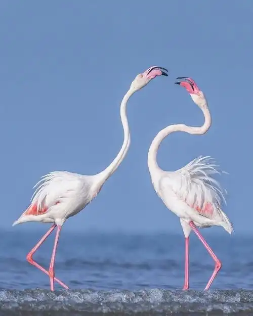 火烈鸟 | ins: dcphotography007