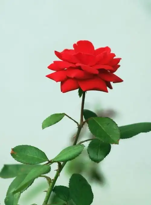 红白黄三色月季花