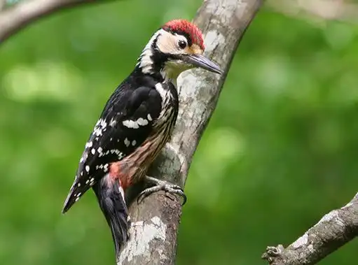 p>白背啄木鸟(学名: i>dendrocopos leucotos /i>)共有10个 a href="