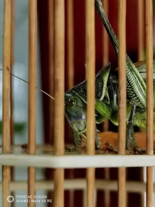 如果叫它蝈蝈平平无奇