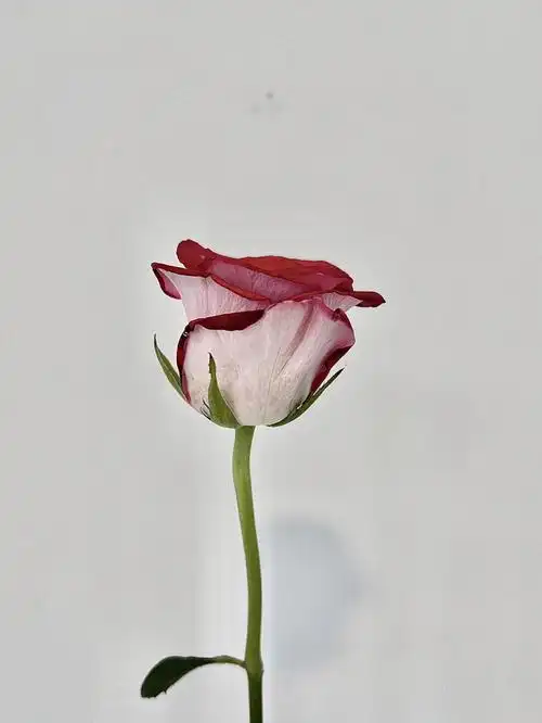 day132每日一花双色玫瑰桃花雪