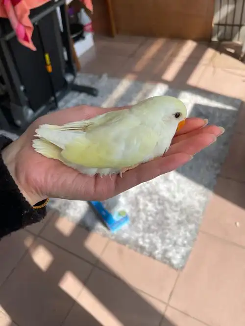 我家宠物好可爱  #牡丹鹦鹉