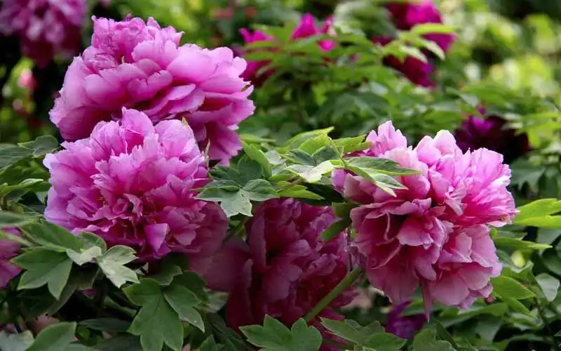 盛开中的牡丹.它是花中之王,称为国花.