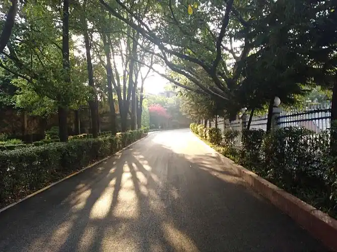 宁静的校园林荫道洒满金色的阳光,带领我们走向辉煌.