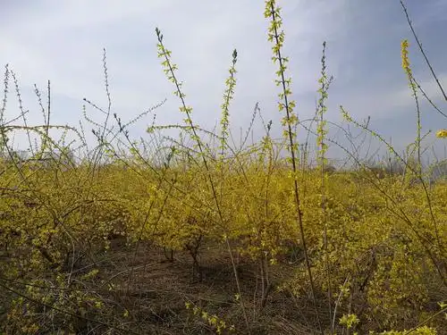 还有漫山的山杏,山桃,野生连翘,棠棣等,持续月末.