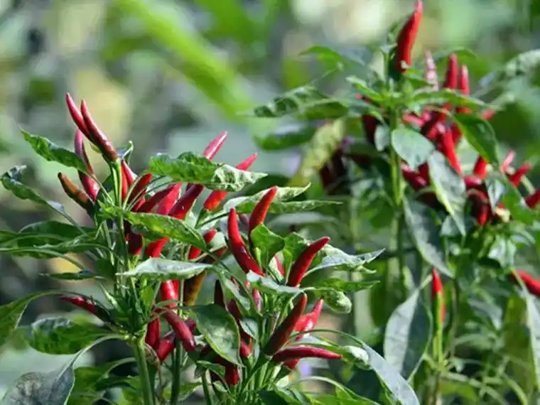 【思念椒】这辣椒叫朝天椒,可今年搁我这叫思念椒