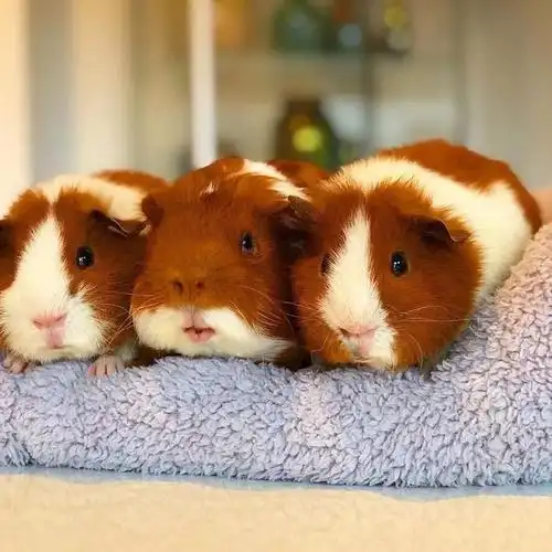 耐养便宜的迷你宠物,排行榜