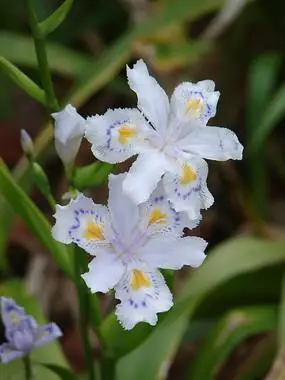 鸢尾科植物扁竹兰