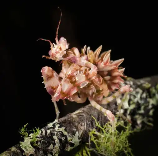 室外,特写,白天,正面,美景,植物,黑色背景,昆虫,螳螂,景观,青苔,苔藓