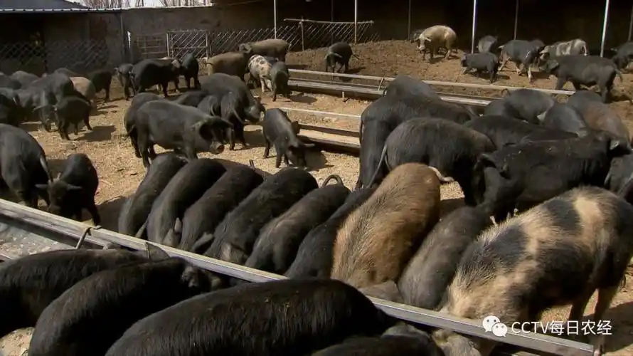 沙漠里扶贫有高招 一只猪就能赚1000元