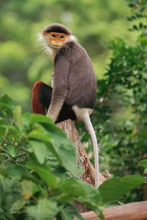 许多野生动物在全球变暖和人类侵扰环境苟延残喘地求生存1