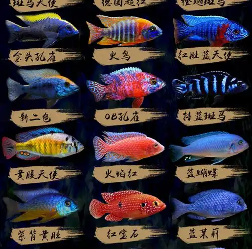 三湖慈鲷马鲷蓝阿里非洲王子热带鱼岩栖小型淡水鱼观赏鱼活体34cm血艳