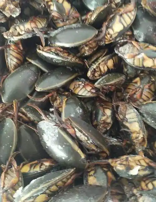 2022龙虱最近价格与动态  别名水龟子   一斤价格  今日价格