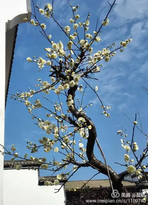 一年复一年 又见梅花开