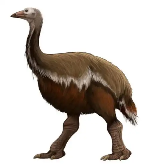 鸟类中最高的存在——恐鸟,1800年彻底灭绝