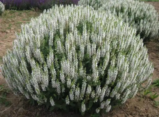 雪山鼠尾草的功效与作用