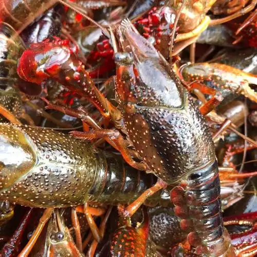 湖北洪湖清水小龙虾 小青2-4钱 一手货源 产地直供