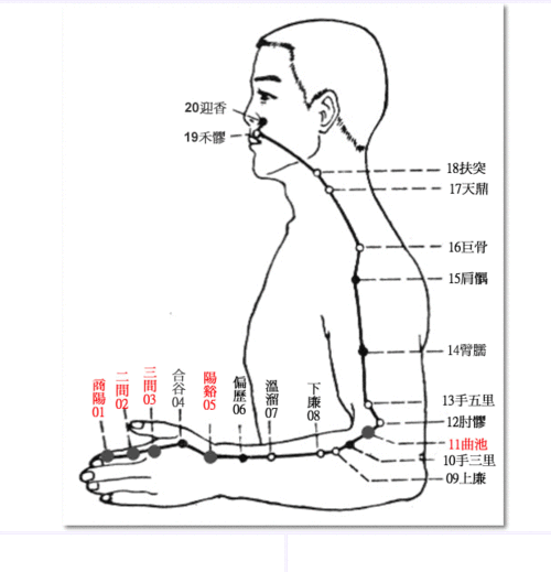 学习第一天手阳明大肠经