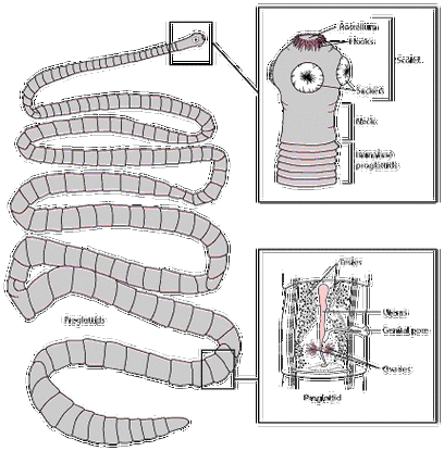 绦虫的典型结构,基于猪肉绦虫 i>taenia solium /i>.