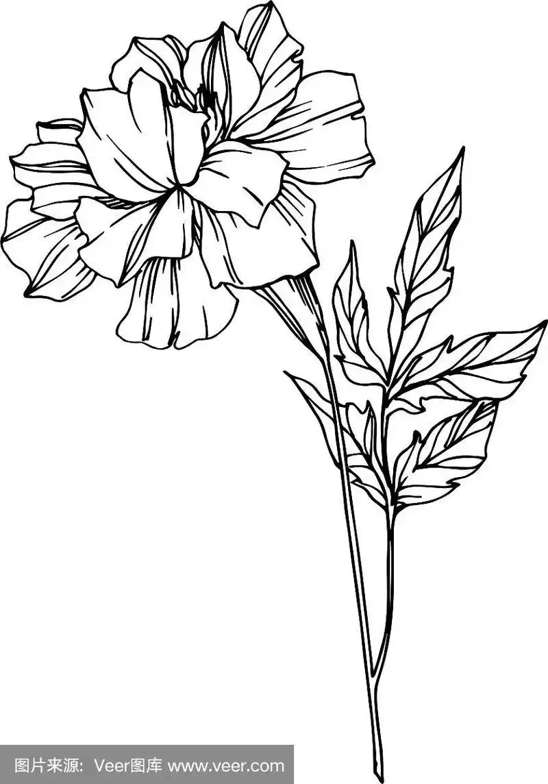 万寿菊花,植物花黑色