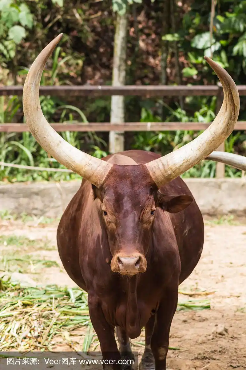 马来西亚动物园里一只非洲公牛的肖像